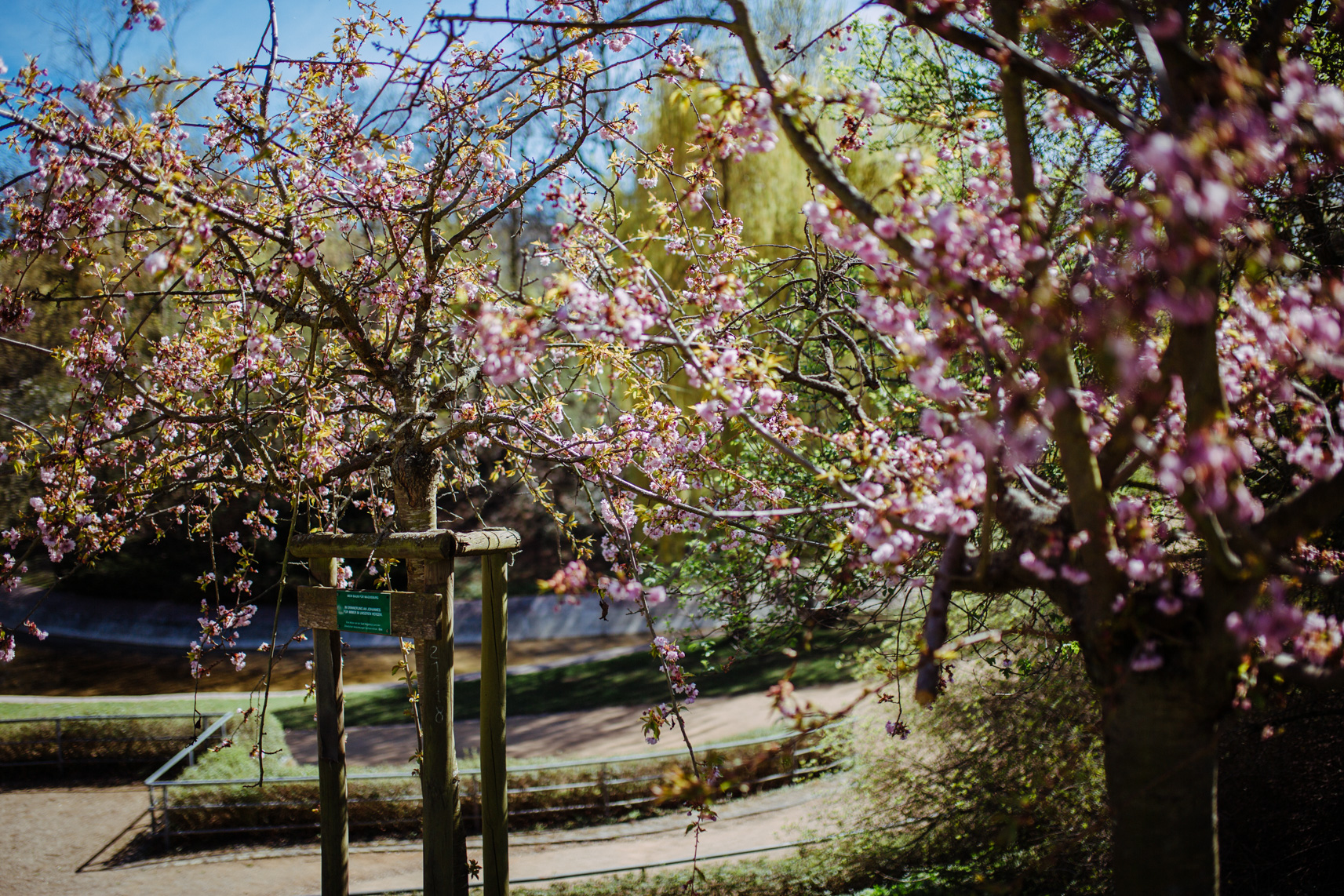 FLF11327-Geschwister Scholl Park